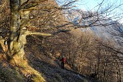 81 Si scende in bosco di faggi e carpini neri